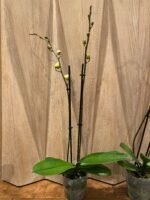 Double Spikes Phalaenopsis Large I-Hsin Golden Beth(4.5" pot) - Image 6
