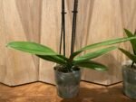 Double Spikes Phalaenopsis Large I-Hsin Golden Beth(4.5" pot) - Image 8