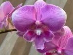 Phalaenopsis Pink big lip In Spike (3.5" pot) - Image 2