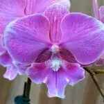 Phalaenopsis Pink big lip In Spike (3.5" pot)