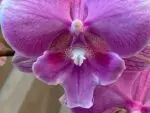 Phalaenopsis Pink big lip In Spike (3.5" pot) - Image 3