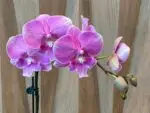 Phalaenopsis Pink big lip In Spike (3.5" pot) - Image 6