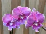 Phalaenopsis Pink big lip In Spike (3.5" pot) - Image 4