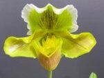 Paph. Sheldrake x Beverley Rhodes 'Camira' (3.5' pot) - Image 2
