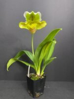 Paph. Sheldrake x Beverley Rhodes 'Camira' (3.5' pot) - Image 5