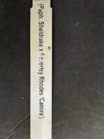 Paph. Sheldrake x Beverley Rhodes 'Camira' (3.5' pot) - Image 8