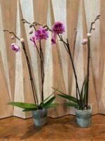 In Spikes Phalaenopsis Large I-Hsin Super Star (4.5" Pot) - Image 6