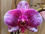 In Spikes Phalaenopsis Large I-Hsin Super Star (4.5" Pot) - Image 2