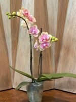 Double Spikes Phalaenopsis Rare Novelty ‘Peloric’ Petal (3.5" pot) - Image 5