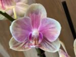 Double Spikes Phalaenopsis Rare Novelty ‘Peloric’ Petal (3.5" pot) - Image 4