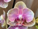 Double Spikes Phalaenopsis Rare Novelty ‘Peloric’ Petal (3.5" pot)