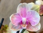 Double Spikes Phalaenopsis Rare Novelty ‘Peloric’ Petal (3.5" pot) - Image 3