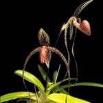 Paph. Prince Edward of York  BS (3" pot)