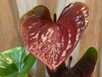 Anthurium Brown Chocolate (5” pot) - Image 2