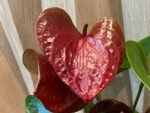 Anthurium Brown Chocolate (5” pot)