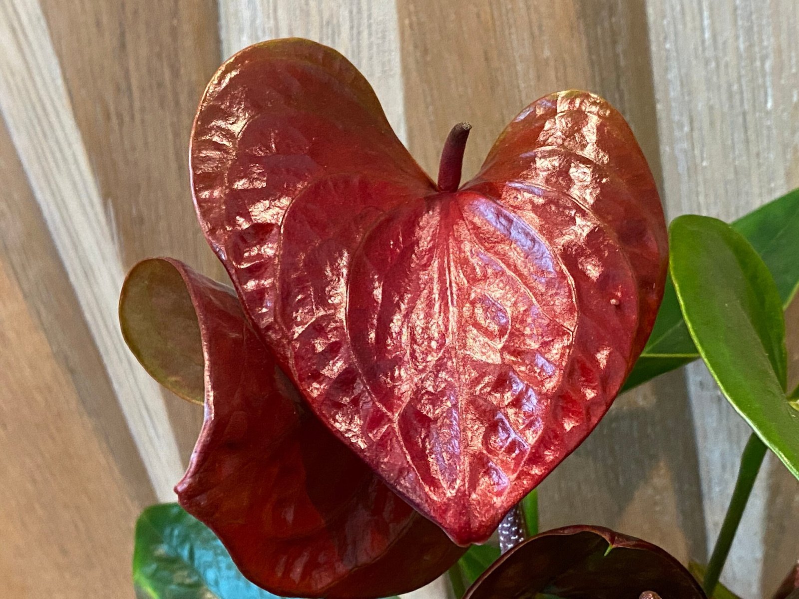 il_fullxfull.3767778309_gj7a.jpg Anthurium Brown Chocolate (5” pot) - Image 1