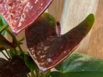 Anthurium Brown Chocolate (5” pot) - Image 4
