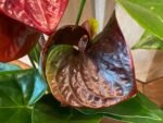 Anthurium Brown Chocolate (5” pot) - Image 5