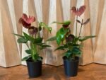 Anthurium Brown Chocolate (5” pot) - Image 7