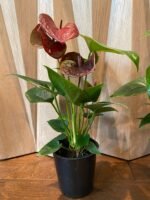 Anthurium Brown Chocolate (5” pot) - Image 8