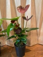Anthurium Brown Chocolate (5” pot) - Image 9