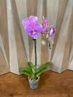Phalaenopsis Pink big lip In Spike (3.5" pot) - Image 8