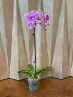 Phalaenopsis Pink big lip In Spike (3.5" pot) - Image 7