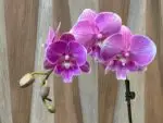 Phalaenopsis Pink big lip In Spike (3.5" pot) - Image 5