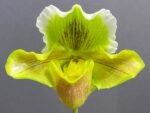 Paph. Sheldrake x Beverley Rhodes 'Camira' (3.5' pot) - Image 3