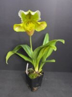 Paph. Sheldrake x Beverley Rhodes 'Camira' (3.5' pot) - Image 6