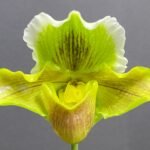 Paph. Sheldrake x Beverley Rhodes 'Camira' (3.5' pot)