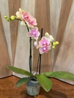 Double Spikes Phalaenopsis Rare Novelty ‘Peloric’ Petal (3.5" pot) - Image 6