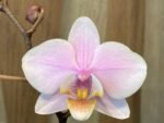 Phalaenopsis Pinlong Cheris (3” Pot) - Image 2