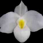 IN SPIKE - Paphiopedilum  Delenatii var alba (2” pot)