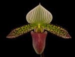 IN SPIKE - Paph. Chiara (Iawrenceanum v. hyeanum x sukhakulii) (3.5” Pot) - Image 2