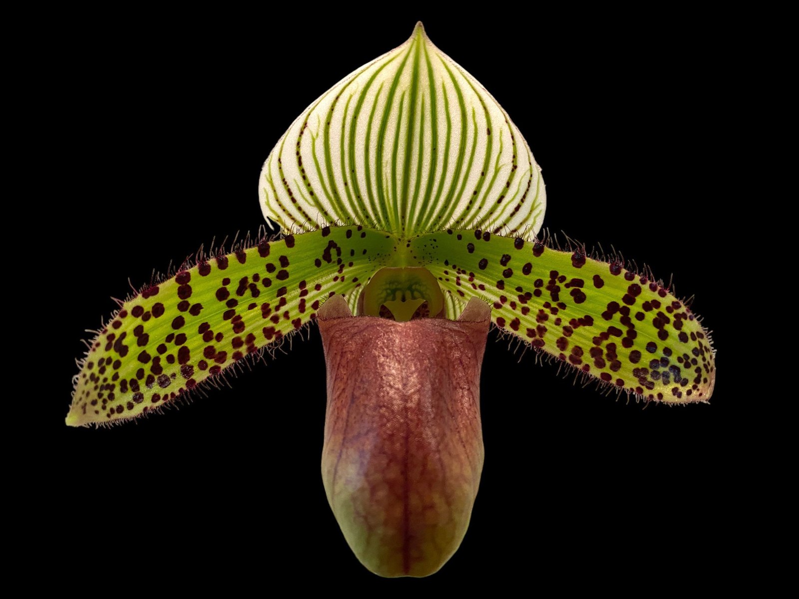 il_fullxfull.4856330552_6zxr.jpg IN SPIKE - Paph. Chiara (Iawrenceanum v. hyeanum x sukhakulii) (3.5” Pot) - Image 1