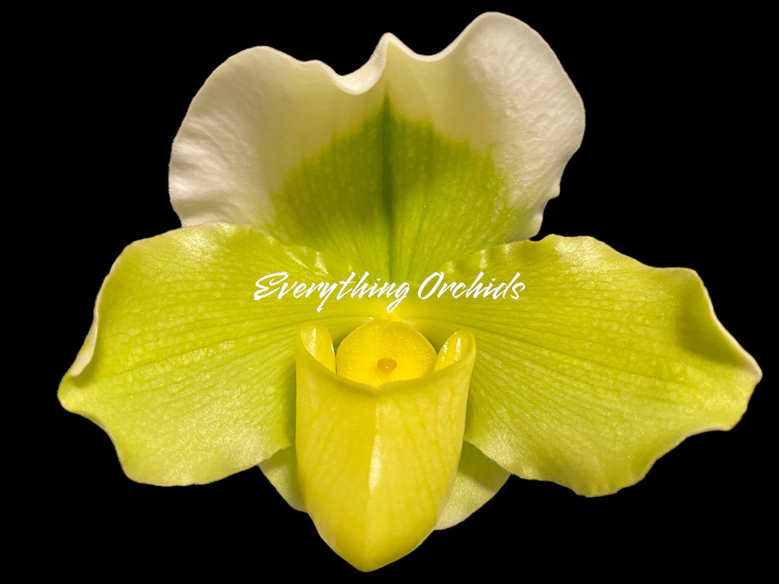 il_fullxfull.6479695770_pmic.jpg In Spike Paphiopedilum Stone Lovely 'Clean Green' x Paph. Yosemite Green 'Jumbo' (3.5” pot) - Image 1