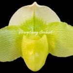 Paph. (In Charm Gold x in Charm Topaz) × (Jade Medallion × Barbi Baywatch) (3.5” pot)