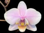 Phalaenopsis Pinlong Cheris (3” Pot) - Image 3