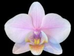 Phalaenopsis Pinlong Cheris (3” Pot)