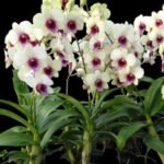 Dendrobium Jade Classic