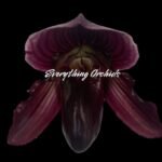 Paphiopedilum Satchel's Legend x fairrieanum