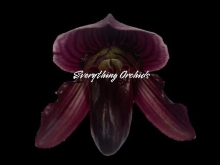 Paphiopedilum Satchel's Legend x fairrieanum