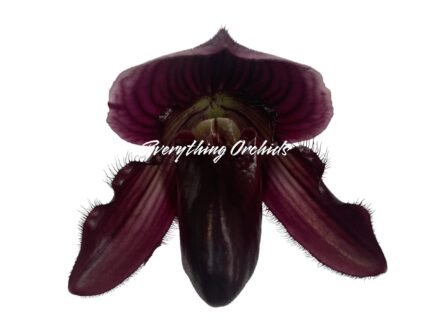 Paphiopedilum Satchel's Legend x fairrieanum