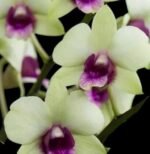 Dendrobium Jade Classic (3.5” pot) - Image 2