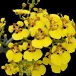 Oncidium ampliatum (3.5” Pot)