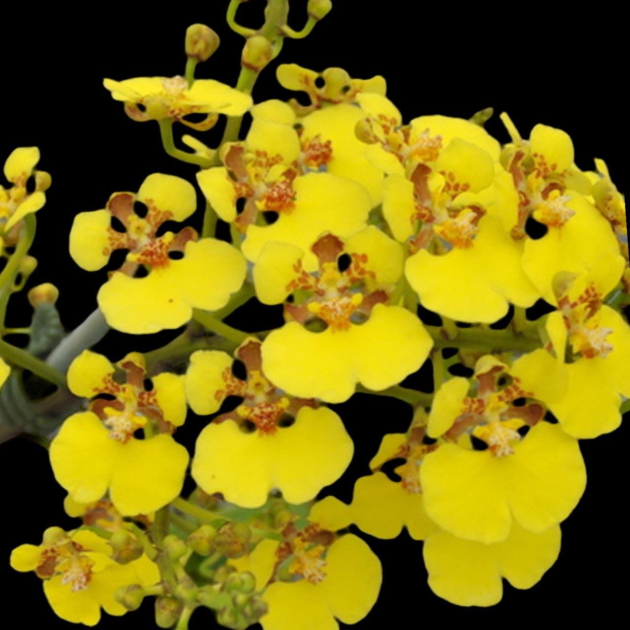 il_fullxfull.7199603989_oq49.jpg Oncidium ampliatum (3.5” Pot) - Image 1