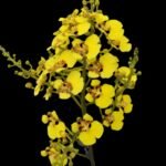 Oncidium ampliatum (3.5” Pot) - Image 2