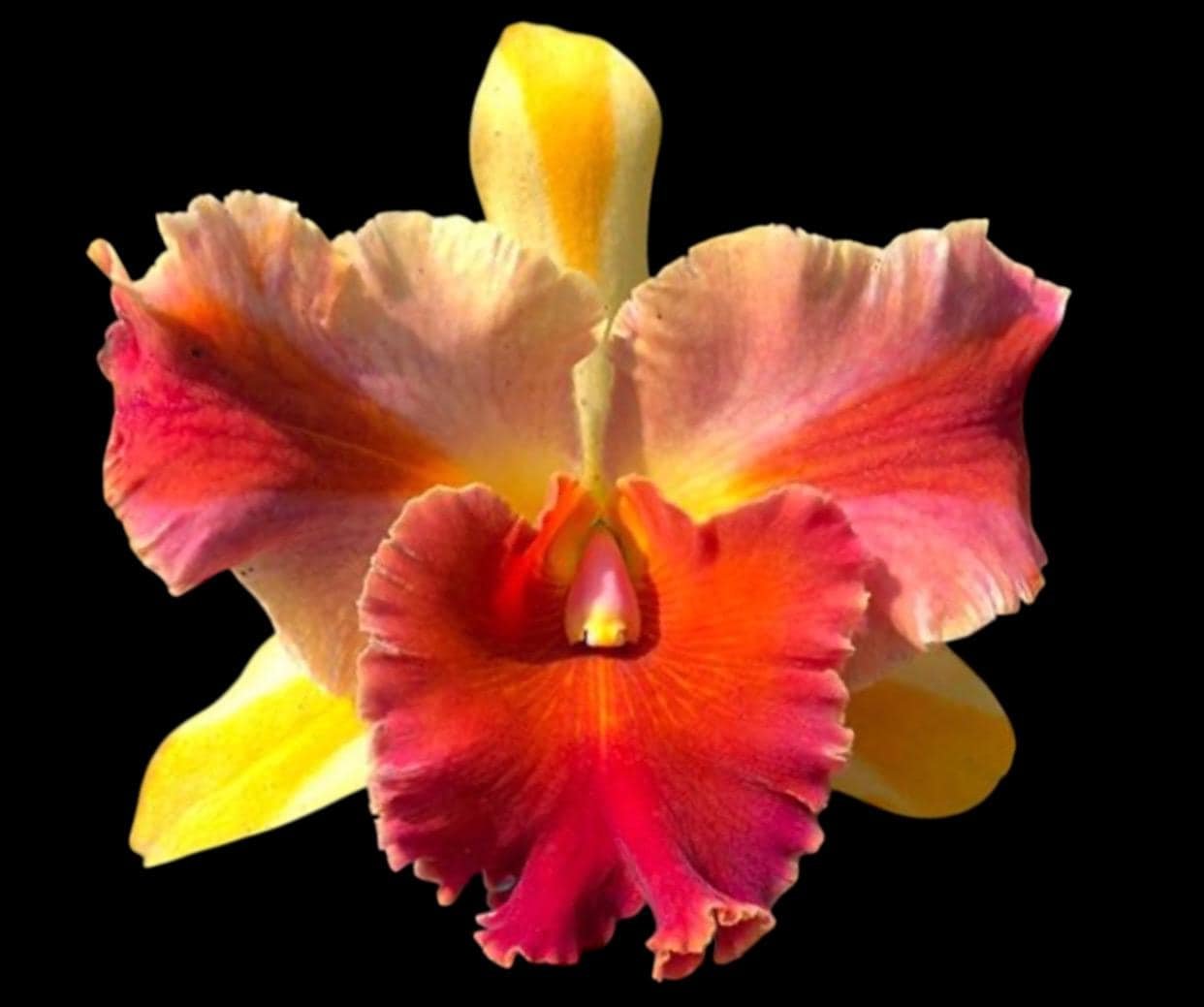 il_fullxfull.7257548101_4cle.jpg Rlc. Amazing Thailand #1 Blooming Size (5” pot) - Image 1