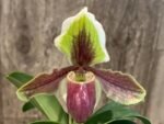 Paphiopedilum Hengduan’s Qin (helenae x villosum v. annamense) (2" pot) - Image 2